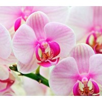 Olejek zapachowy do mydełek ORCHIDEA 500ML
