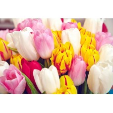 Zapach do mydełek i kul TULIPAN  100ML