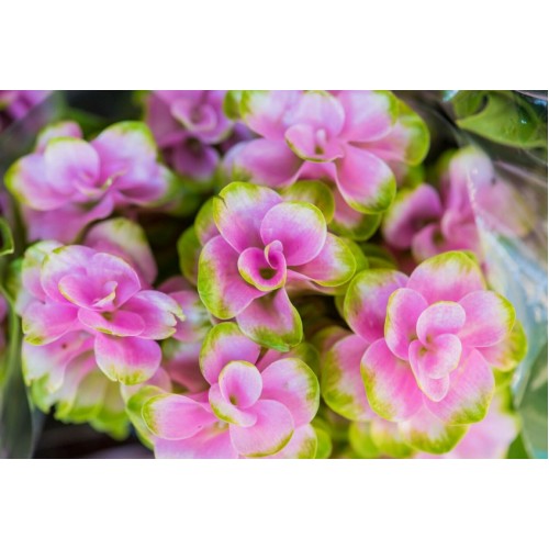 Zapach do mydełek i kul Green Vitality 10ml