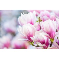 zapach do świec MAGNOLIA 10ML 