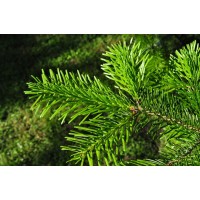 Zapach do mydełek i kul Jodła zielona 10ml