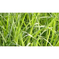 Olejek eteryczny naturalny Trawa Cytrynowa, 500ml