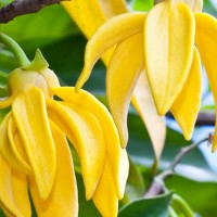 Olejek eteryczny naturalny Ylang-Ylang, 500ml