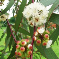 Olejek eteryczny naturalny Eukaliptusowy, 100ml