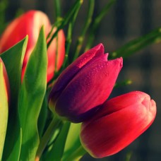 Zapach do mydełek i kul TULIPAN  100ML